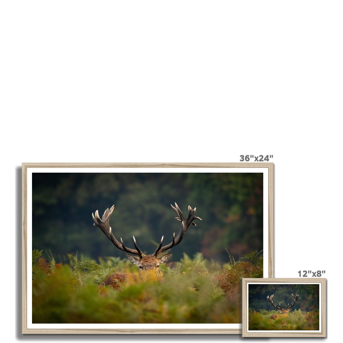 Red Deer peeking Framed Print