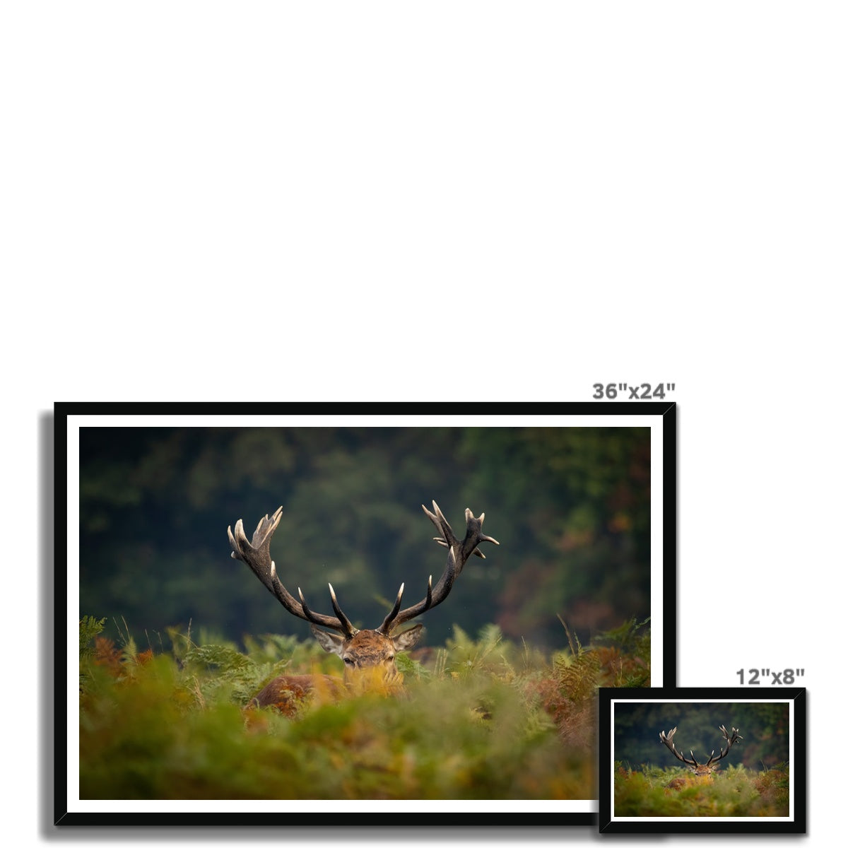 Red Deer peeking Framed Print