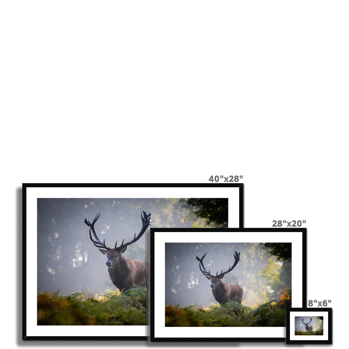 Red Deer Stag Framed & Mounted Print