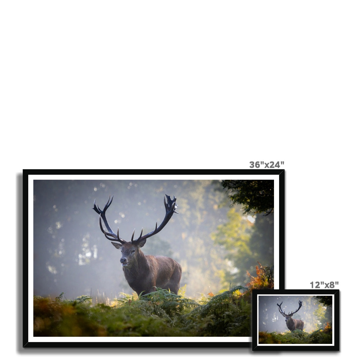 Red Deer Stag Framed Print