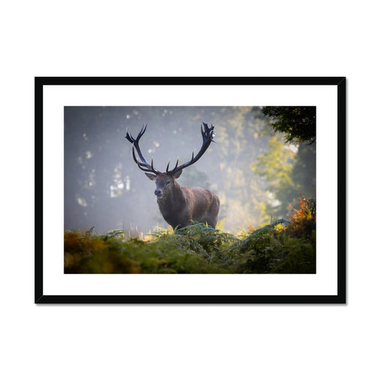 Red Deer Stag Framed & Mounted Print