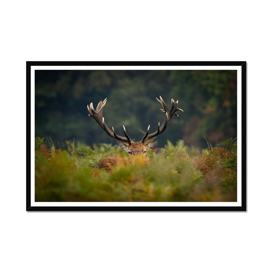 Red Deer peeking Framed Print