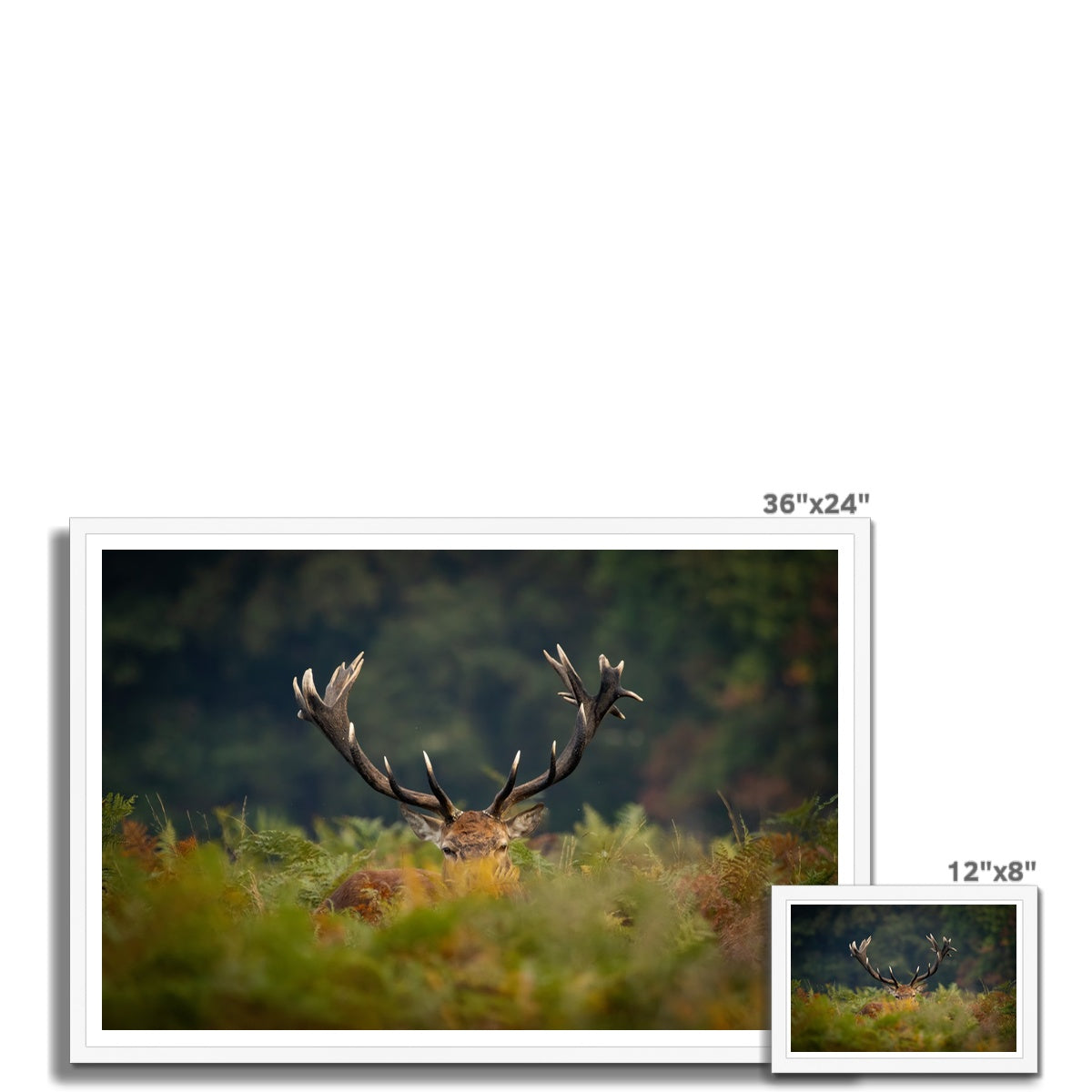 Red Deer peeking Framed Print