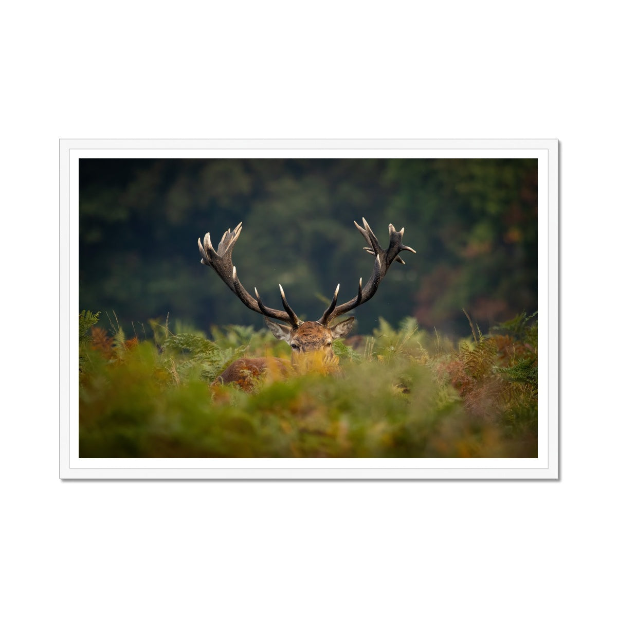 Red Deer peeking Framed Print