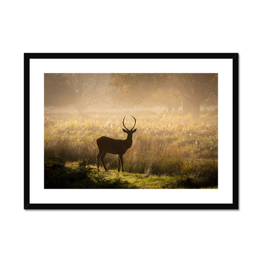 Young stag Framed & Mounted Print