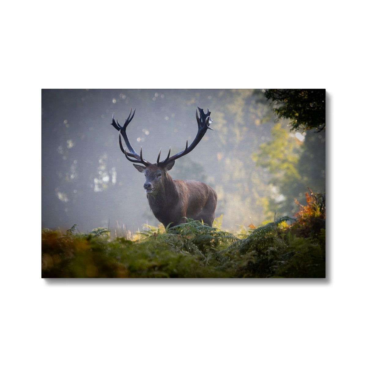 Red Deer Stag Canvas