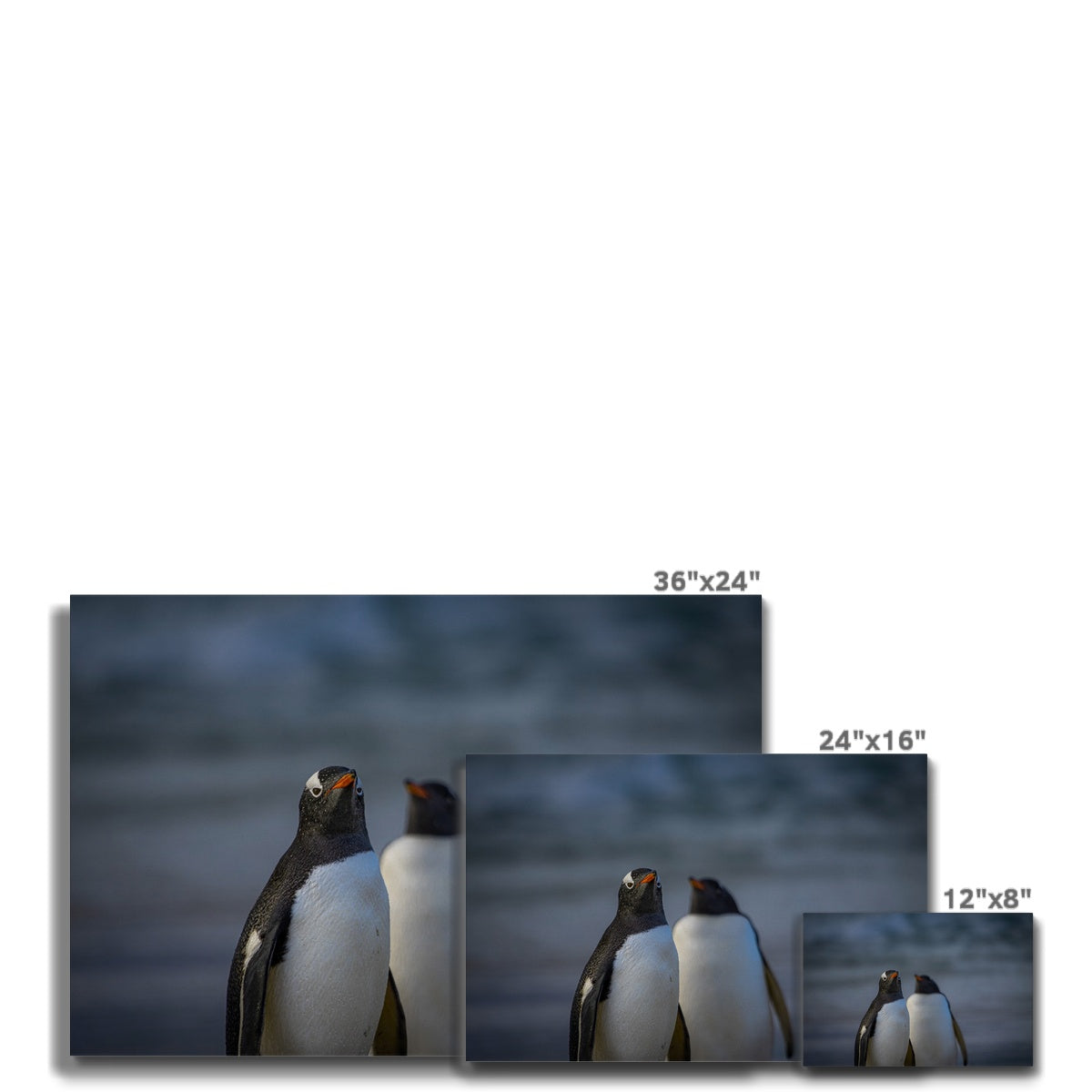 Gentoo Penguins Canvas