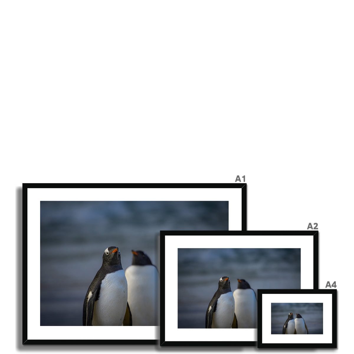 Gentoo Penguins Framed & Mounted Print