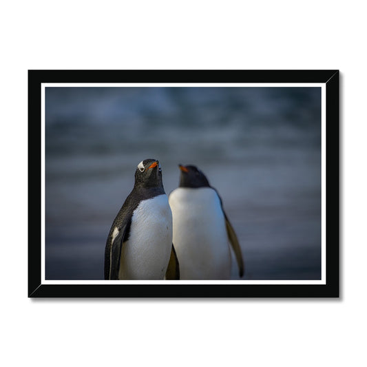 Gentoo Penguins Framed Print