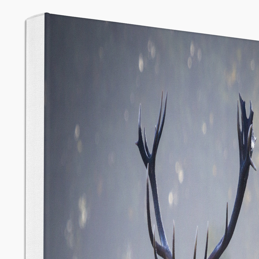 Red Deer Stag Canvas