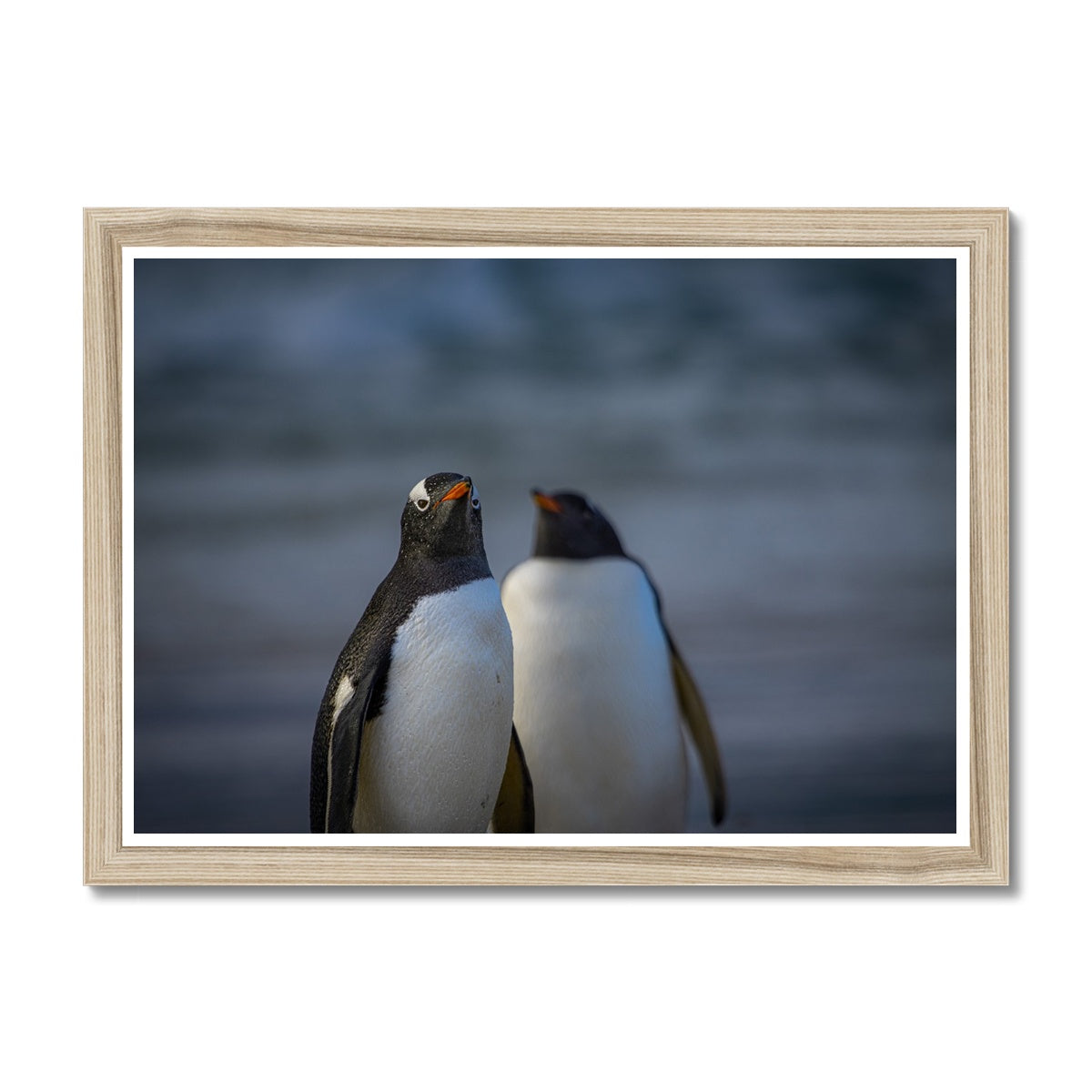 Gentoo Penguins Framed Print