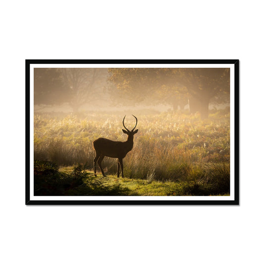 Young stag Framed Print