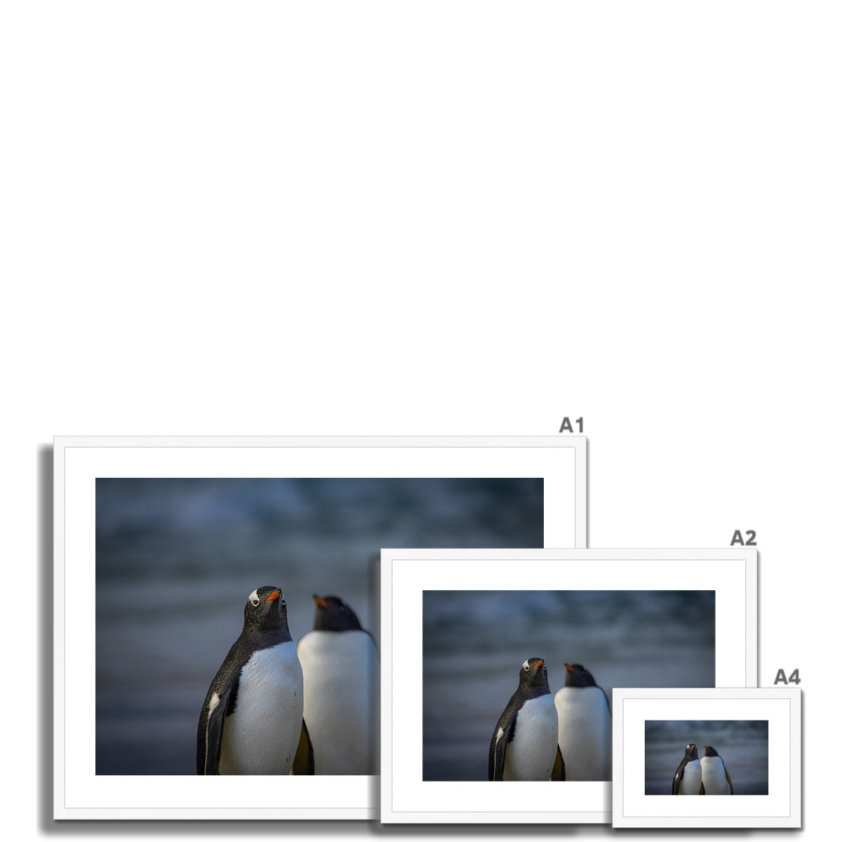 Gentoo Penguins Framed & Mounted Print