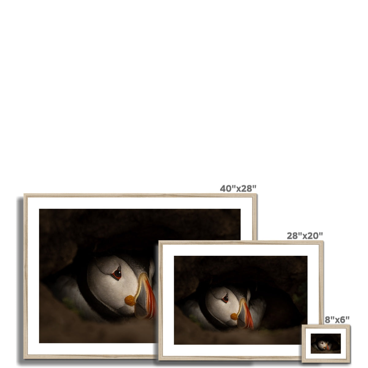 Puffin in nest Framed & Mounted Print