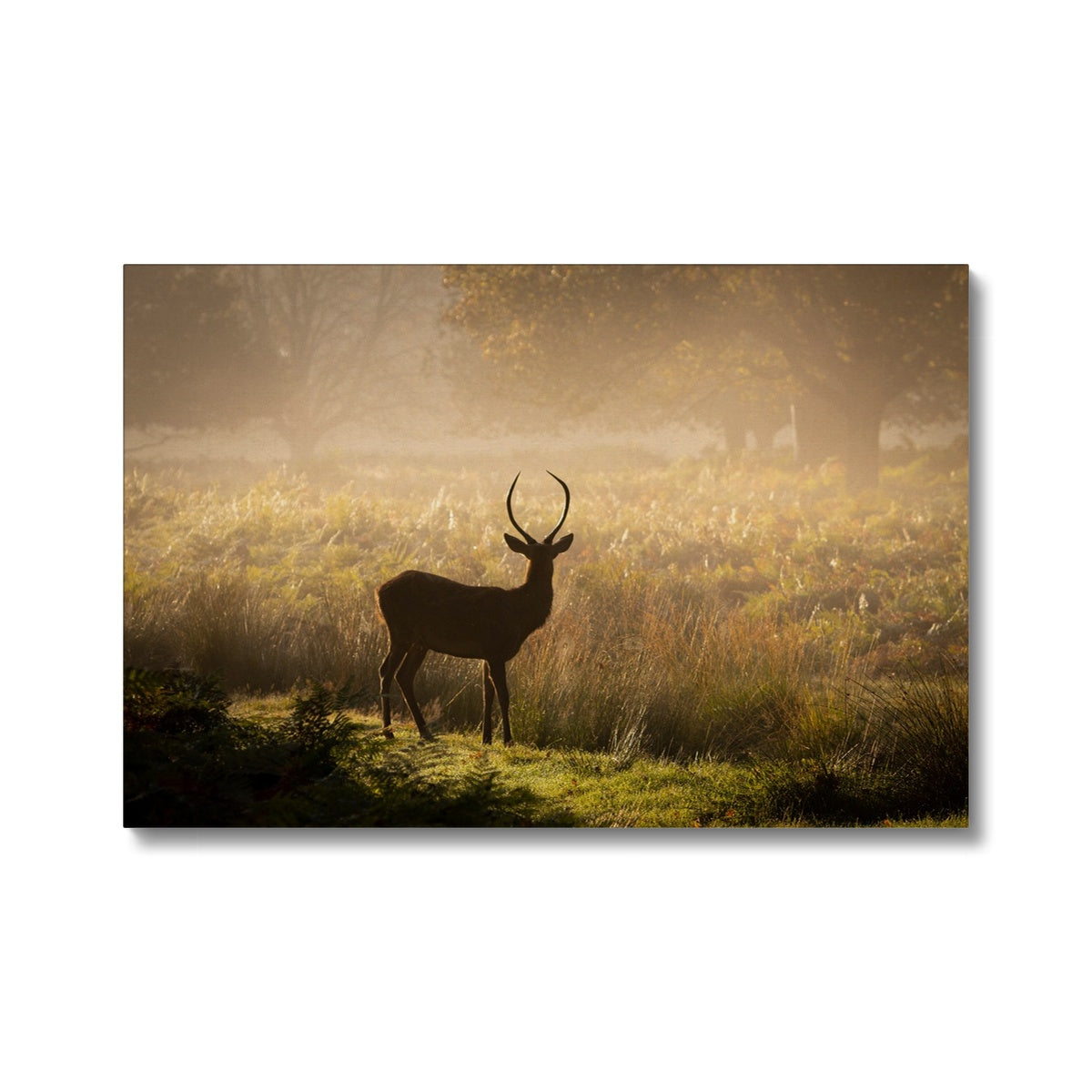 Young stag Canvas