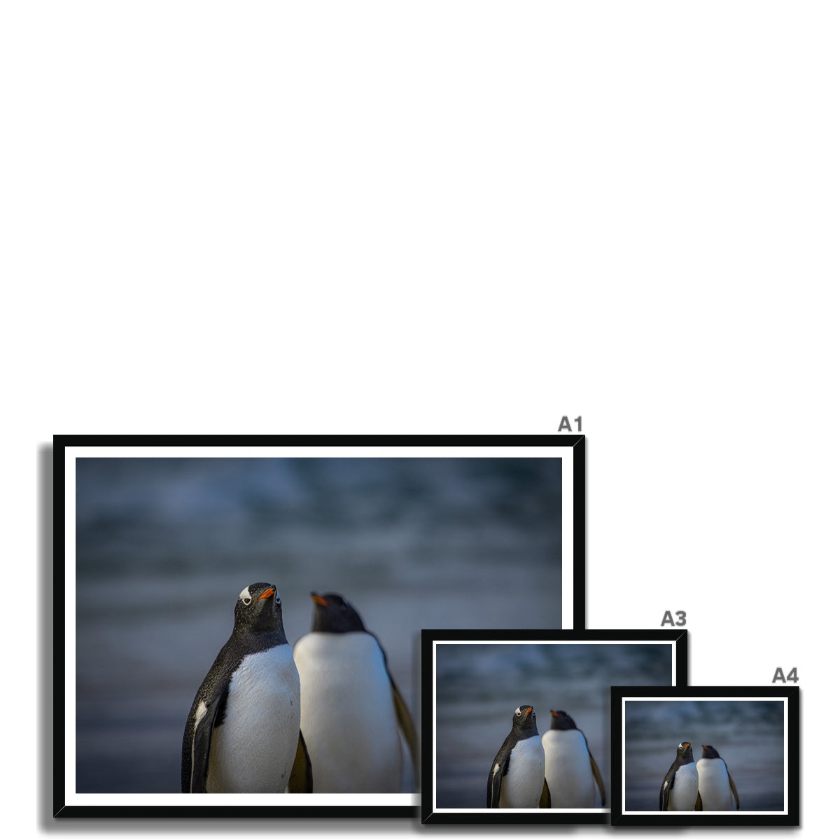 Gentoo Penguins Framed Print