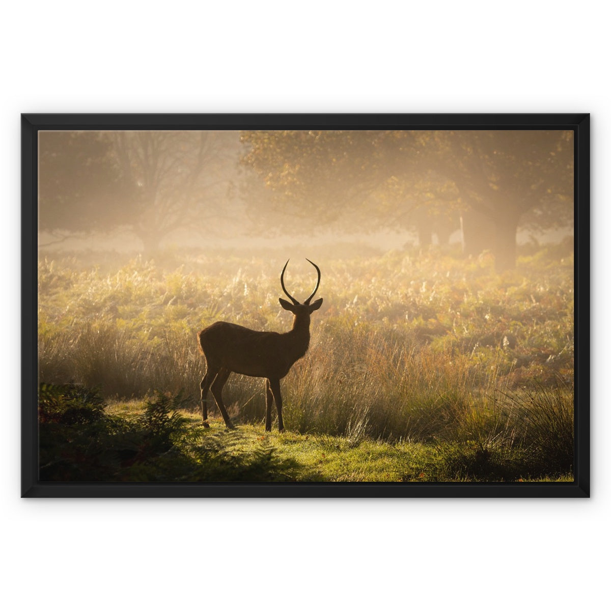 Young stag Framed Canvas