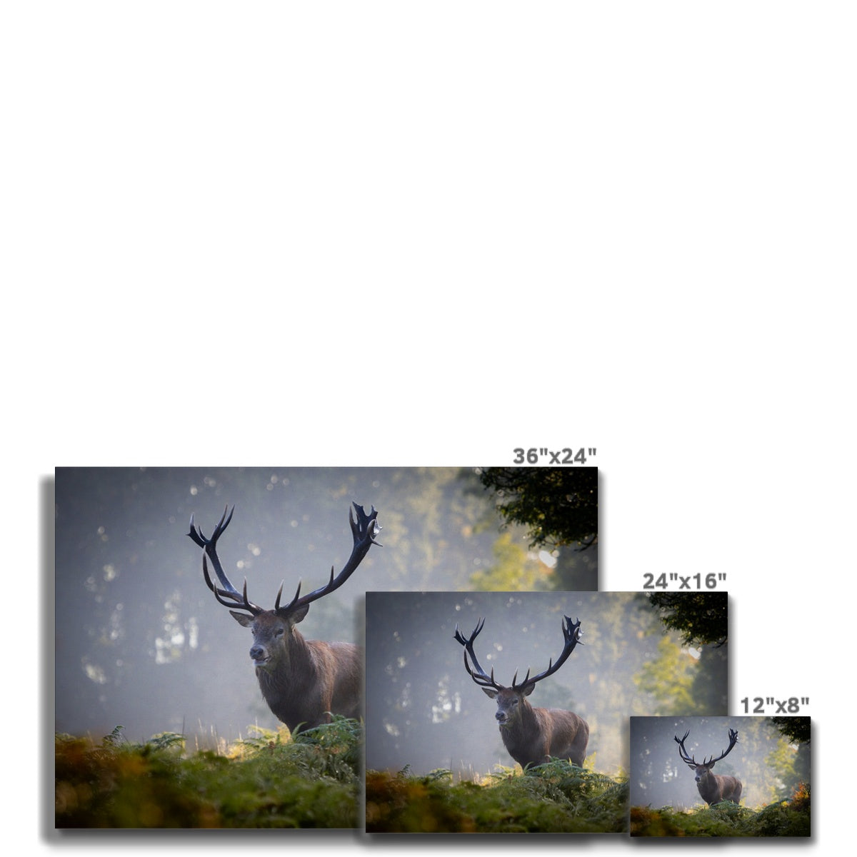 Red Deer Stag Canvas