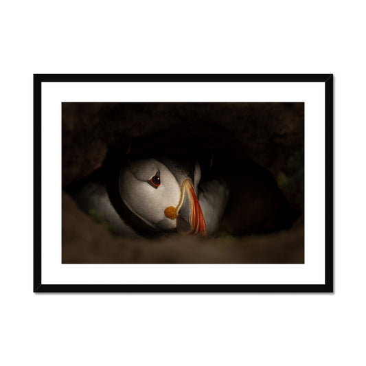 Puffin in nest Framed & Mounted Print