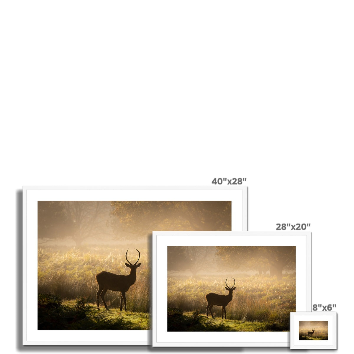 Young stag Framed & Mounted Print