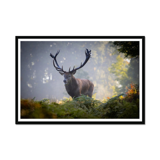 Red Deer Stag Framed Print