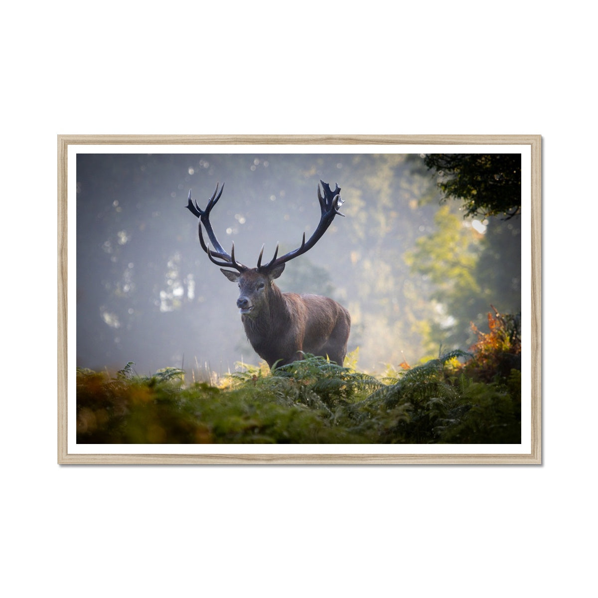 Red Deer Stag Framed Print