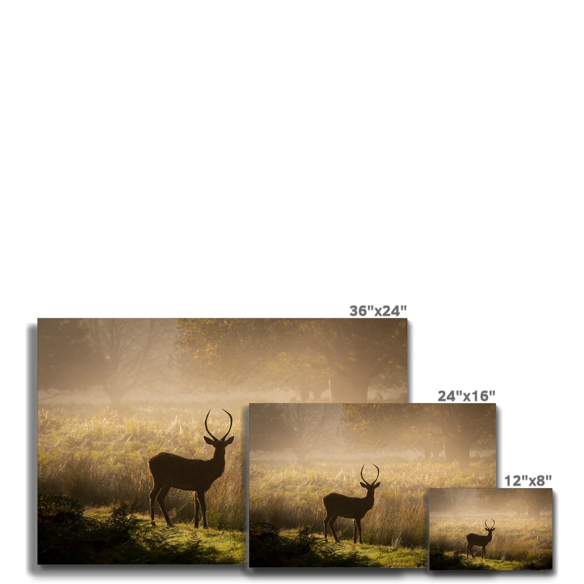 Young stag Canvas