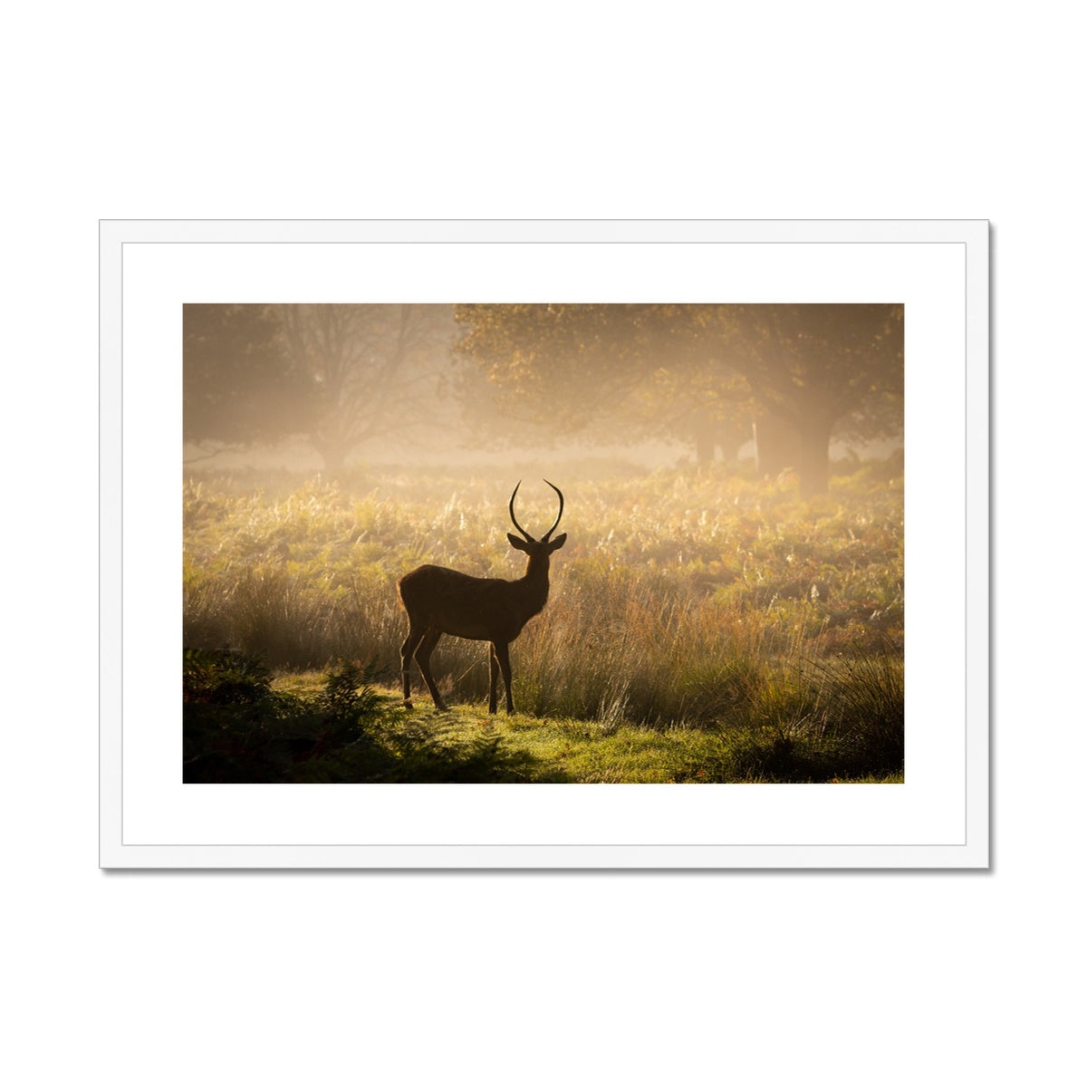 Young stag Framed & Mounted Print