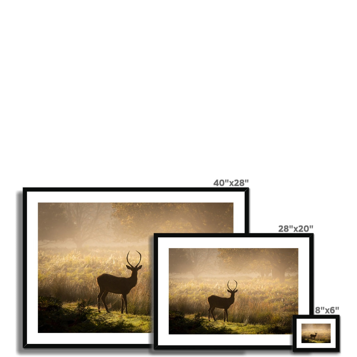 Young stag Framed & Mounted Print