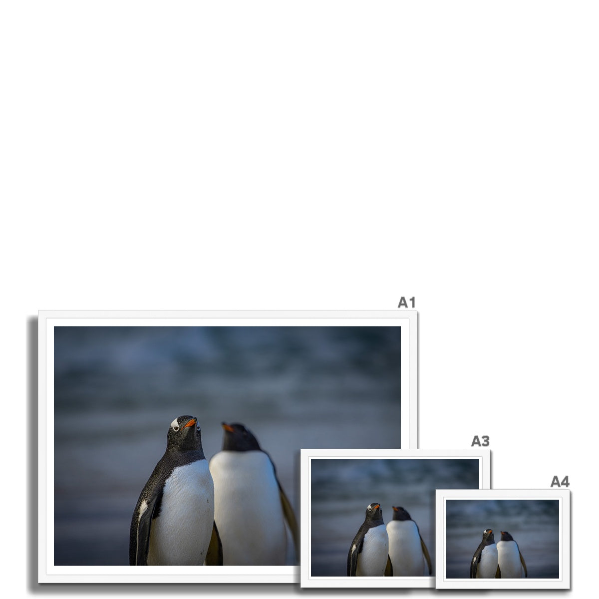 Gentoo Penguins Framed Print