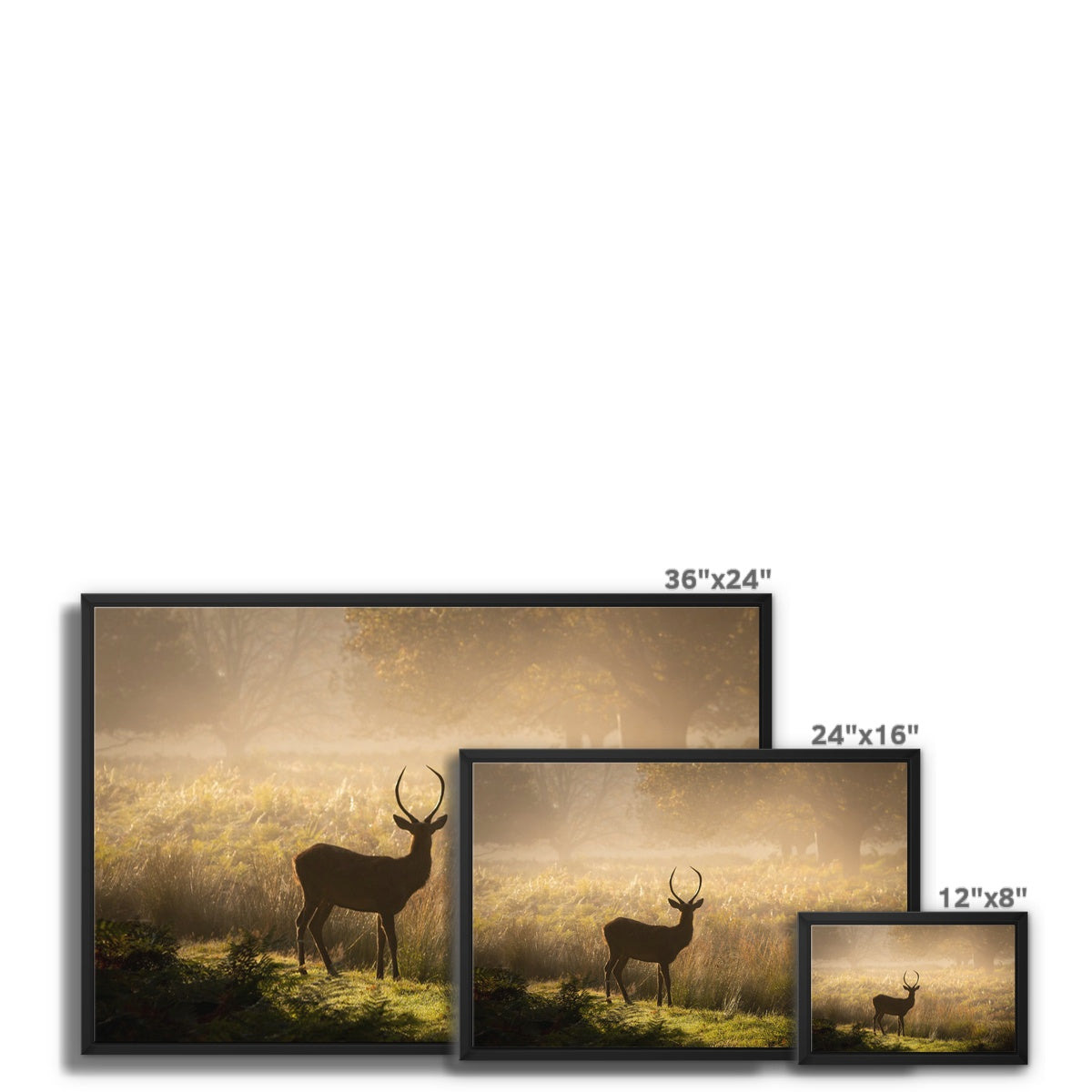 Young stag Framed Canvas