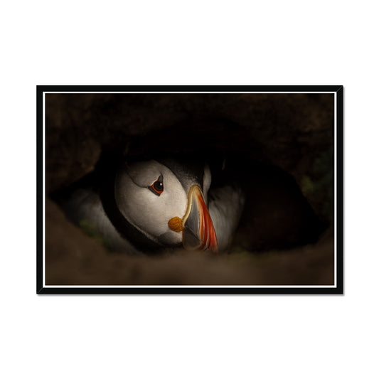 Puffin in nest Framed Print