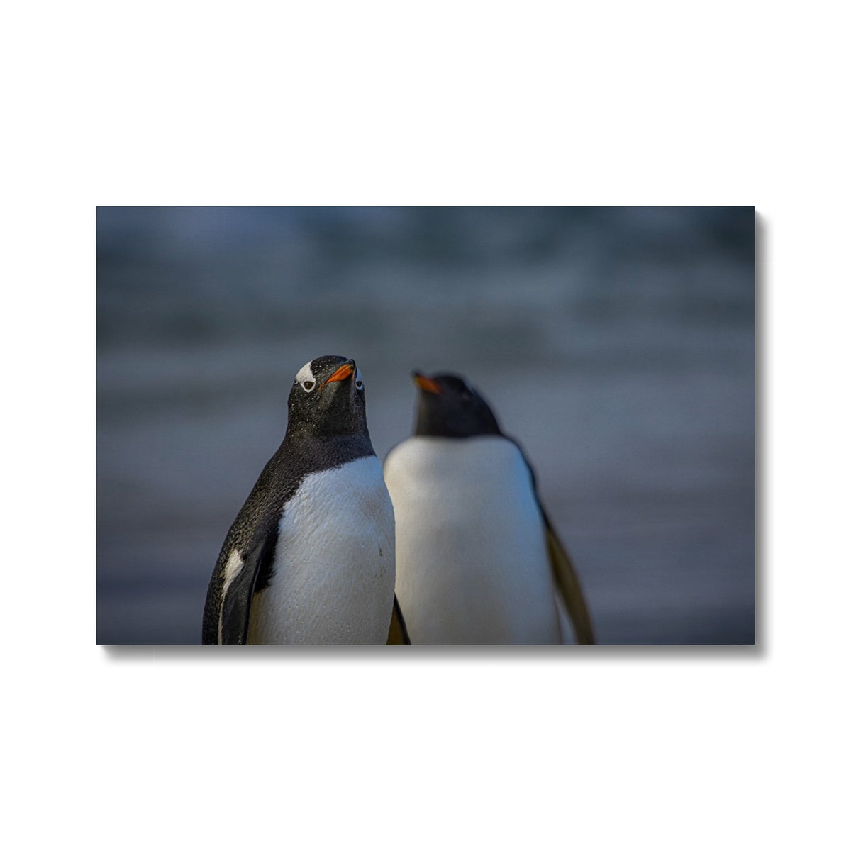 Gentoo Penguins Canvas