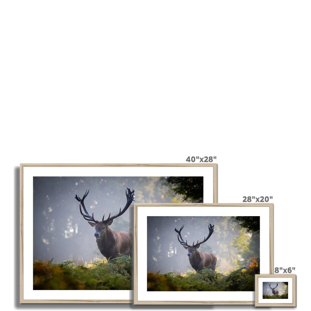 Red Deer Stag Framed & Mounted Print