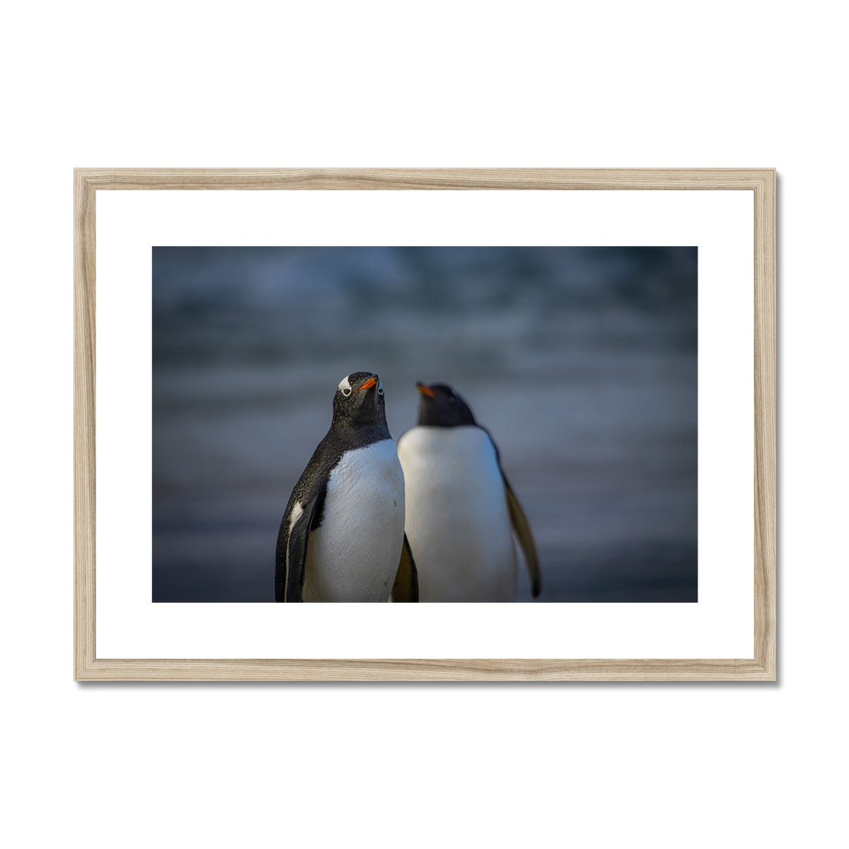 Gentoo Penguins Framed & Mounted Print