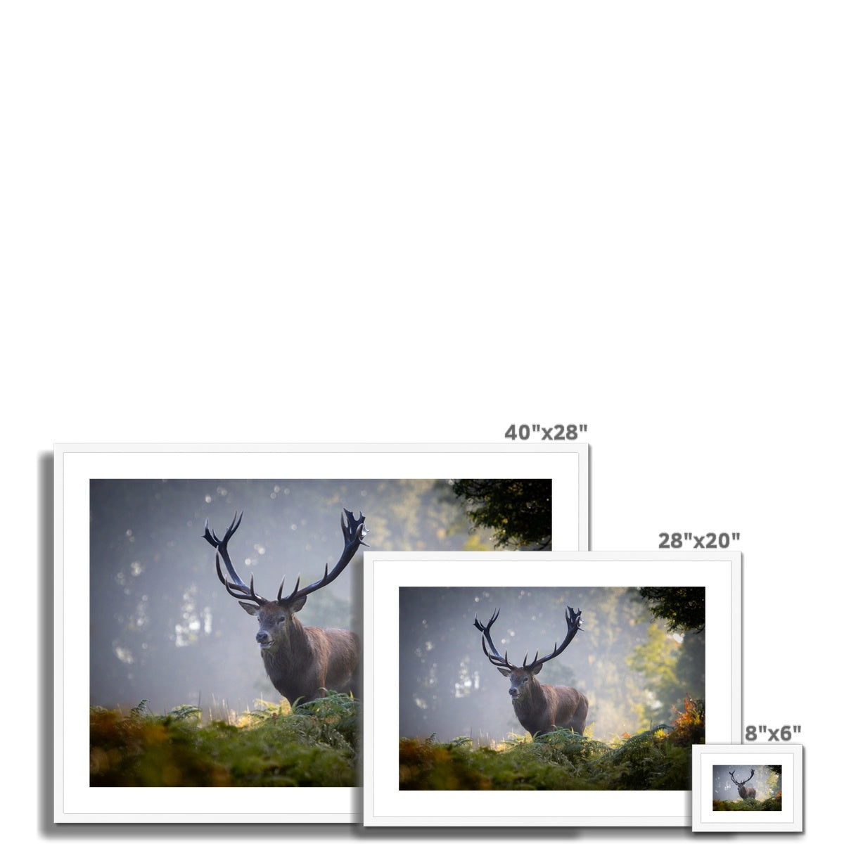 Red Deer Stag Framed & Mounted Print