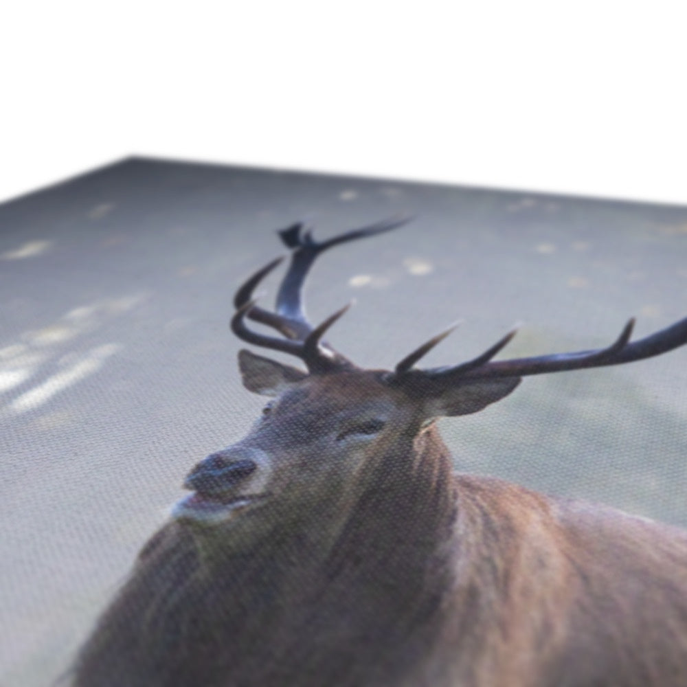 Red Deer Stag Canvas