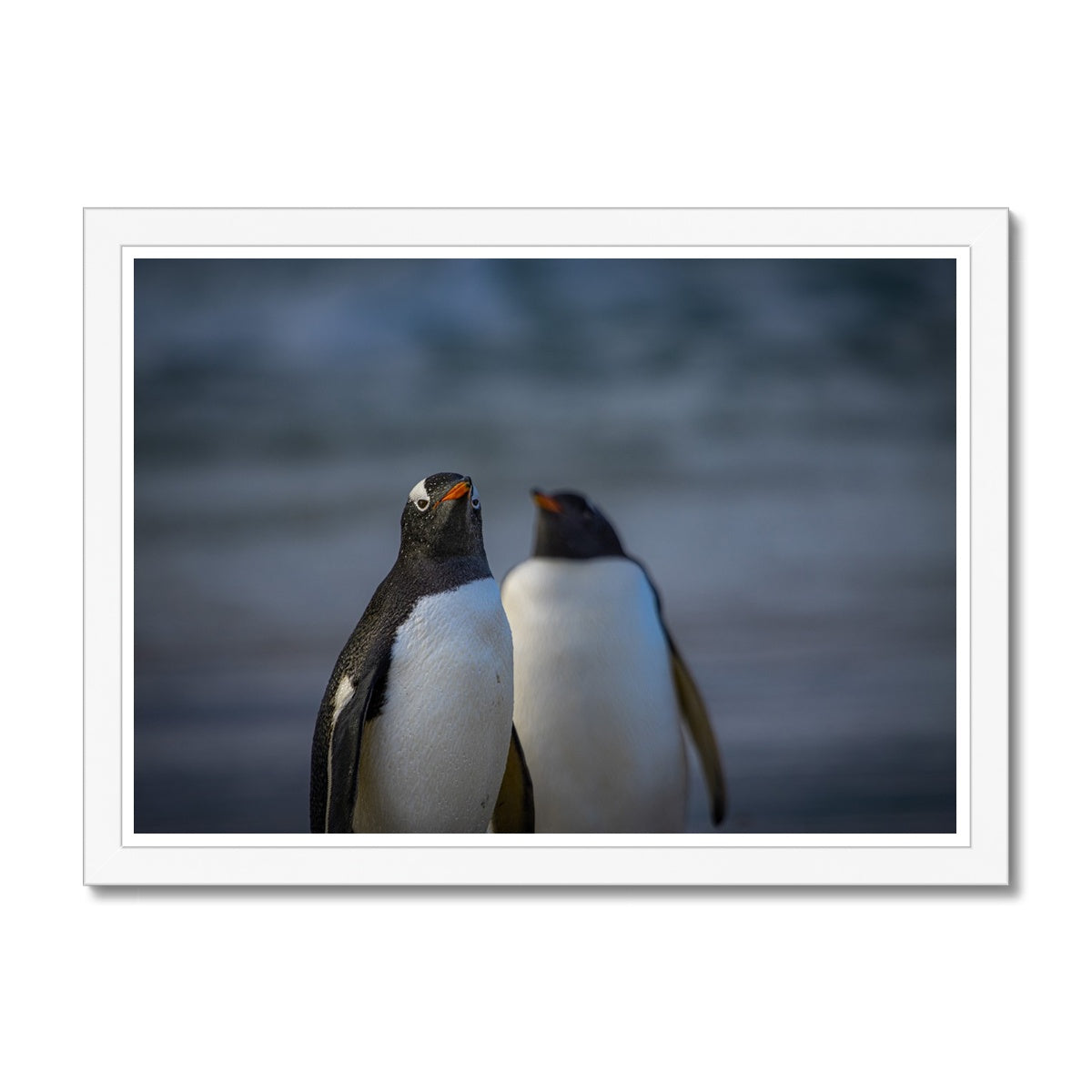 Gentoo Penguins Framed Print