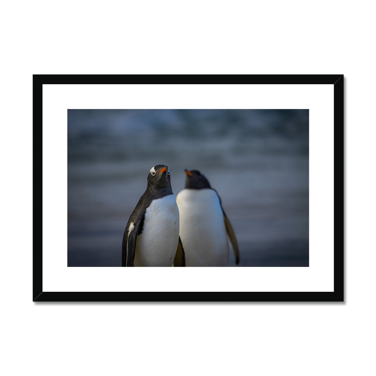 Gentoo Penguins Framed & Mounted Print