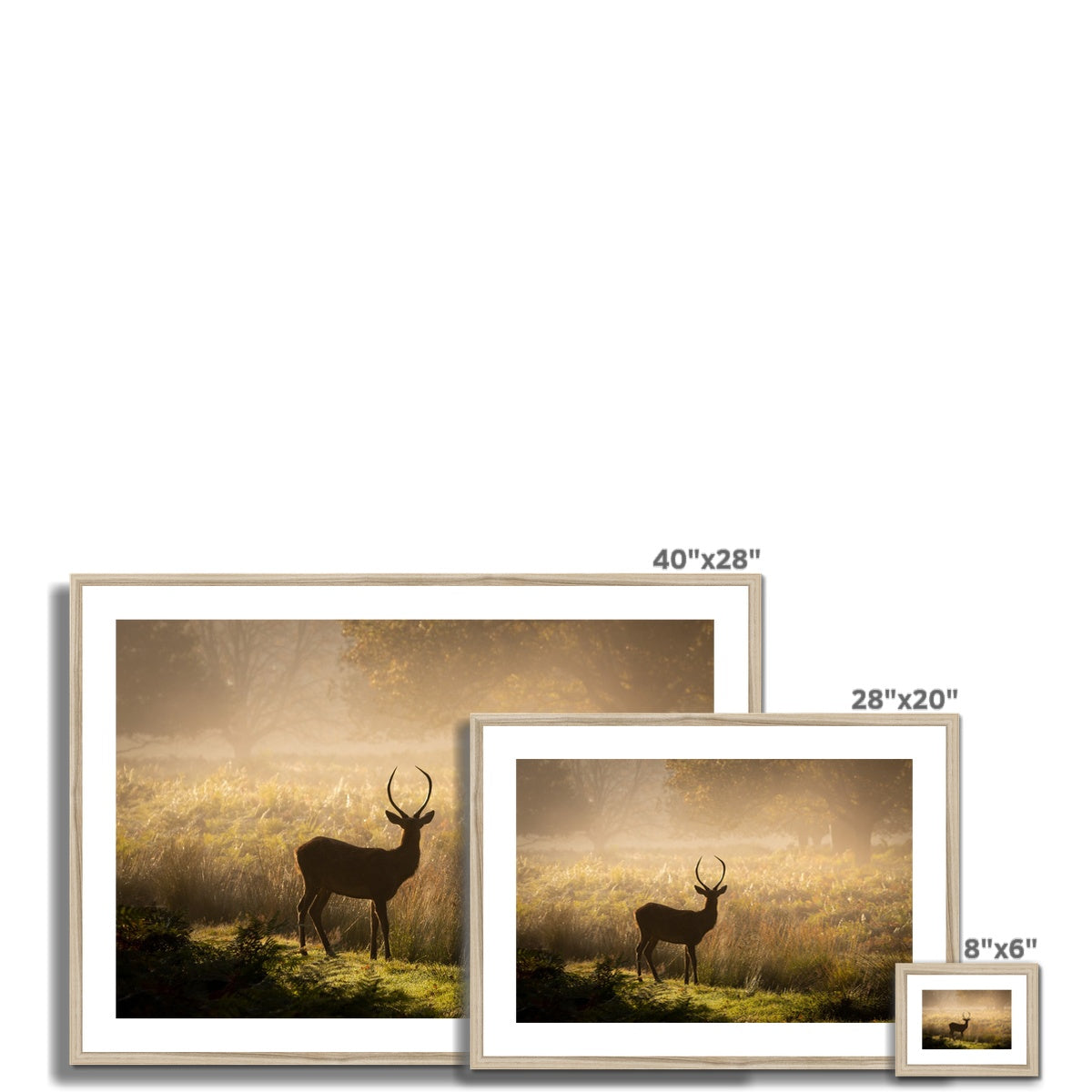 Young stag Framed & Mounted Print