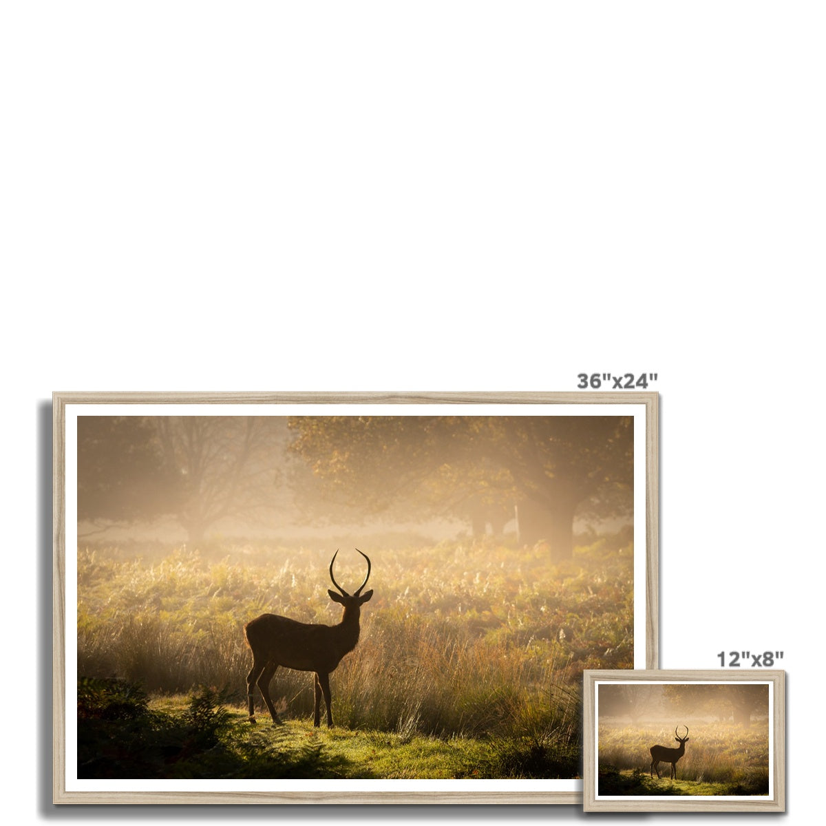 Young stag Framed Print