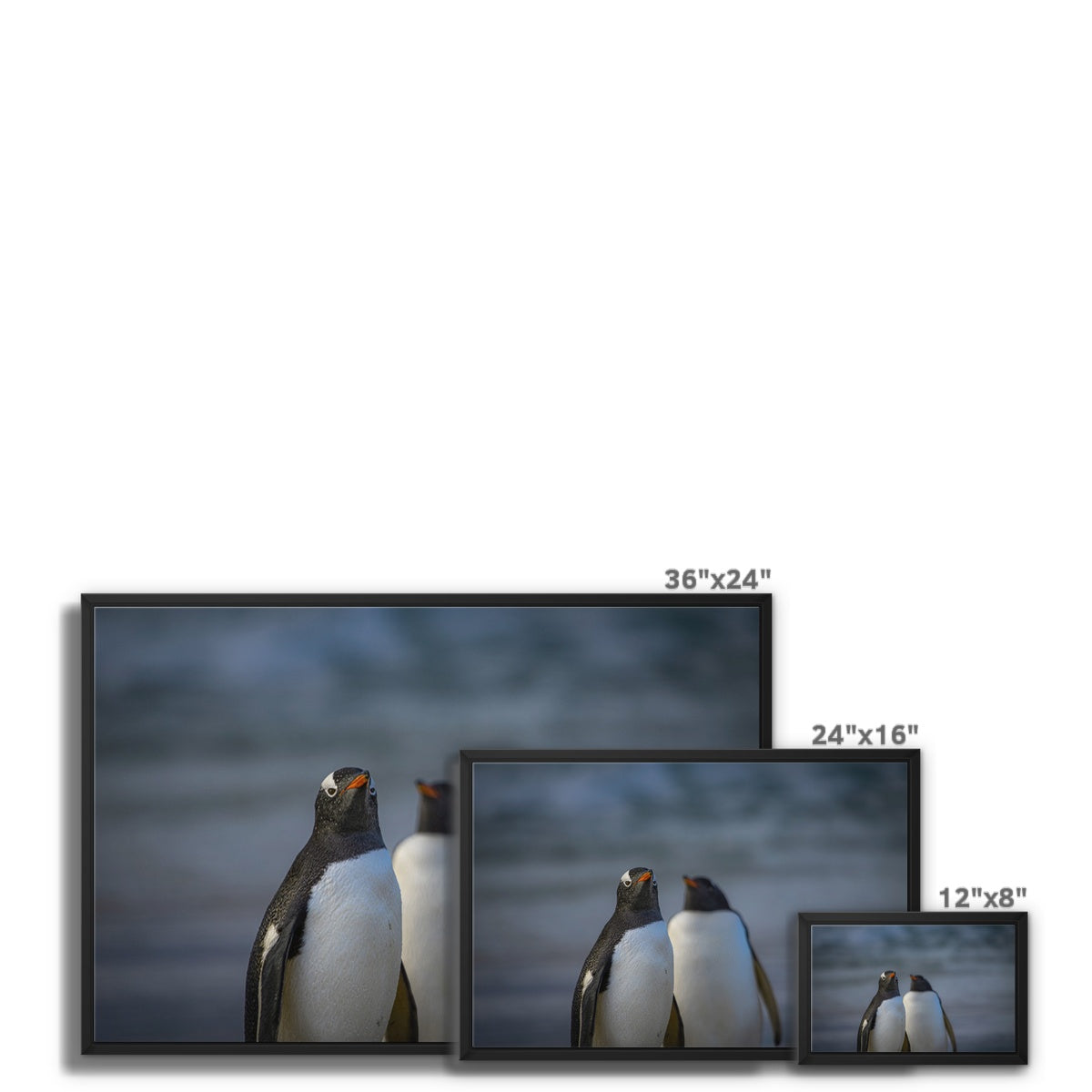 Gentoo Penguins Framed Canvas