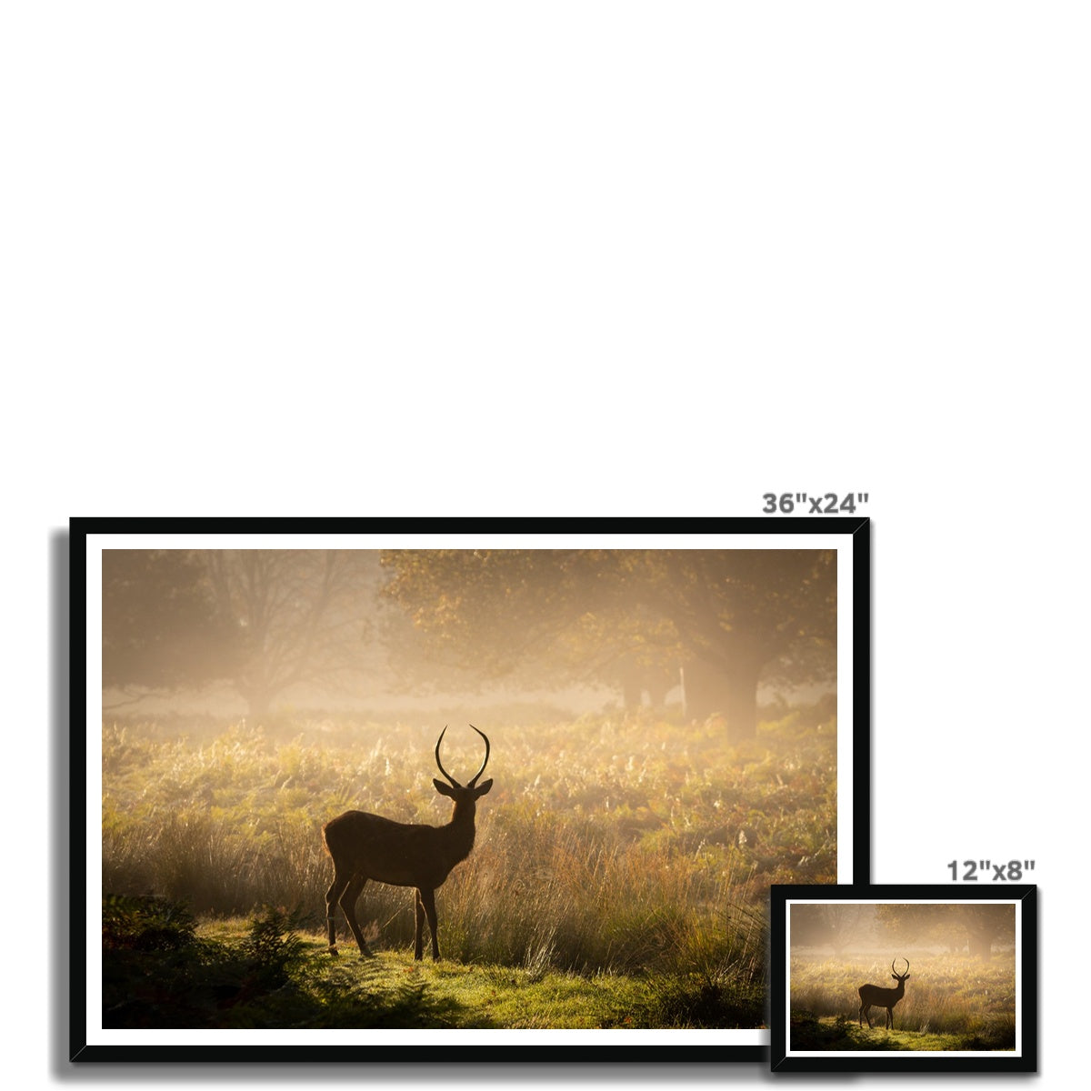 Young stag Framed Print