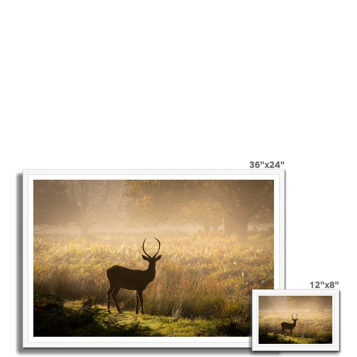 Young stag Framed Print