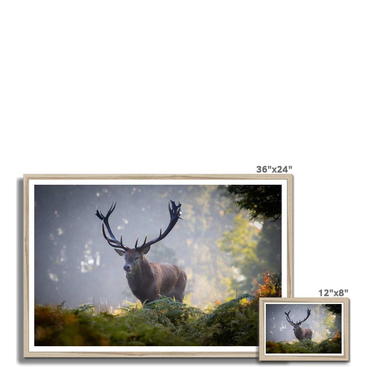 Red Deer Stag Framed Print