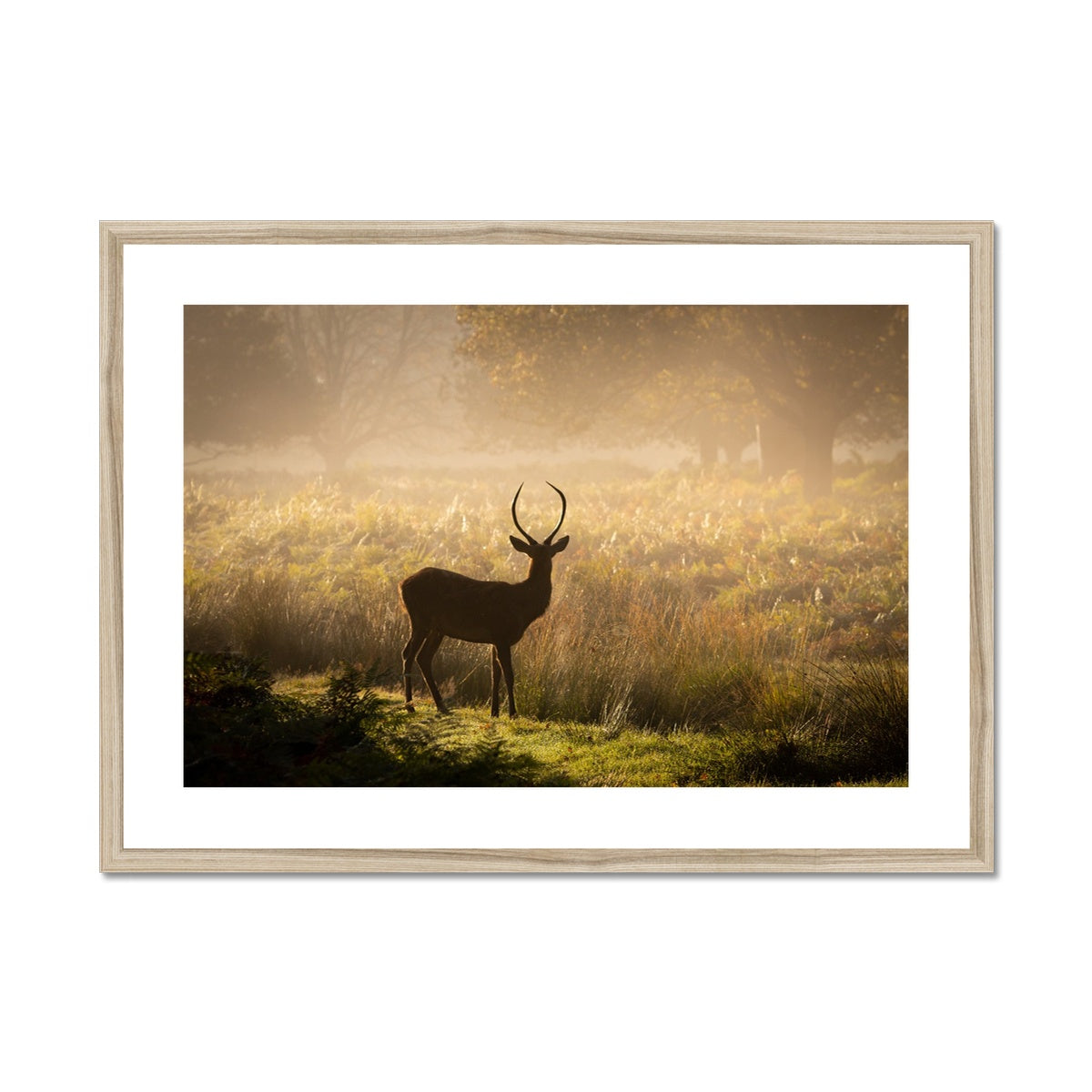 Young stag Framed & Mounted Print