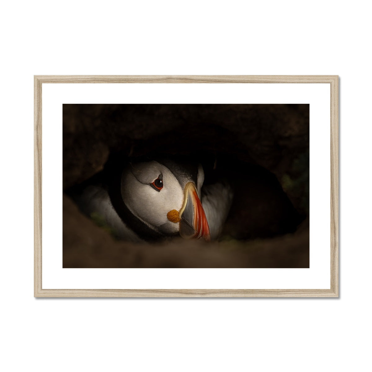 Puffin in nest Framed & Mounted Print