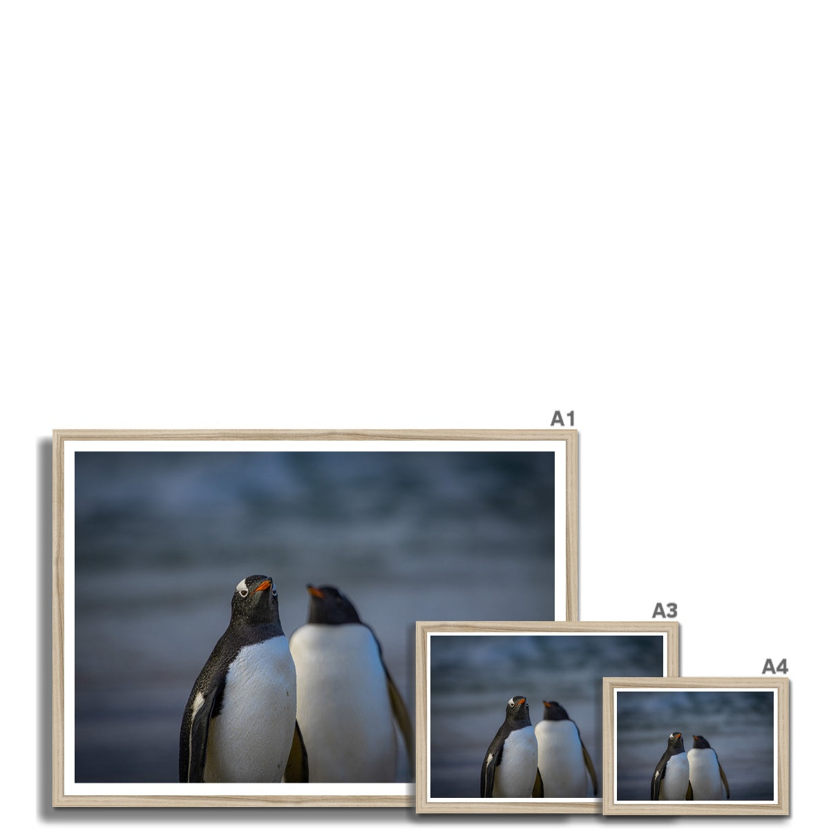 Gentoo Penguins Framed Print