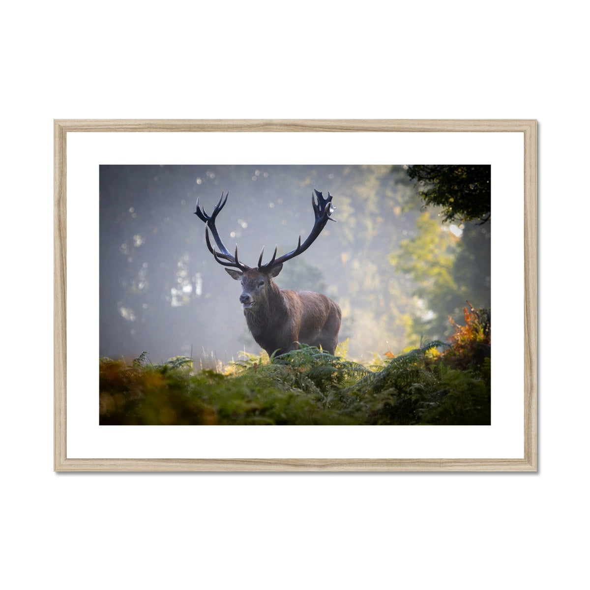 Red Deer Stag Framed & Mounted Print