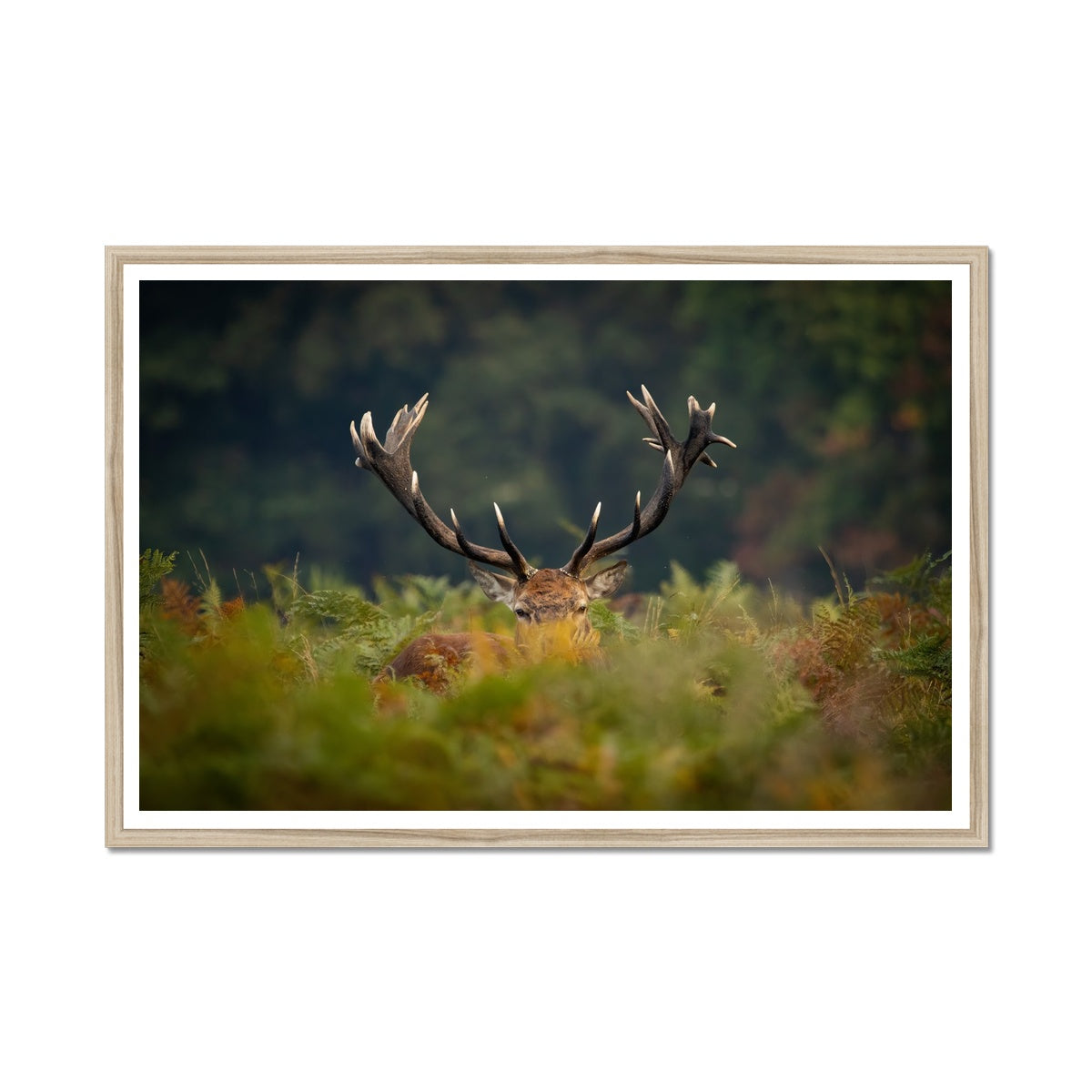 Red Deer peeking Framed Print